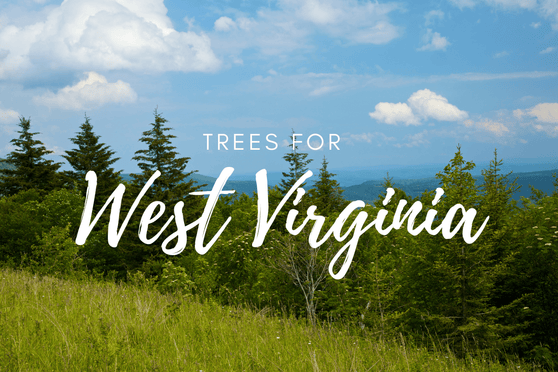 Plant a Tree for West Virginia