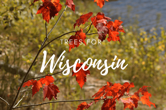 Plant a Tree for Someone in Wisconsin - Memorial & Tribute Trees