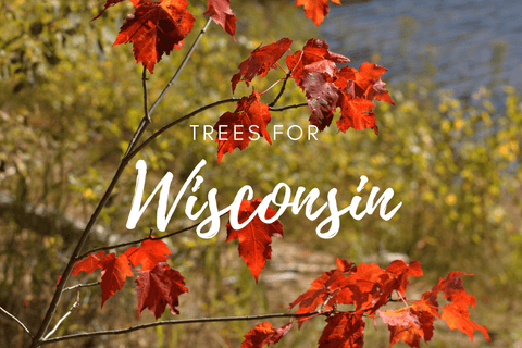 Plant a Tree for Someone in Wisconsin - Memorial & Tribute Trees