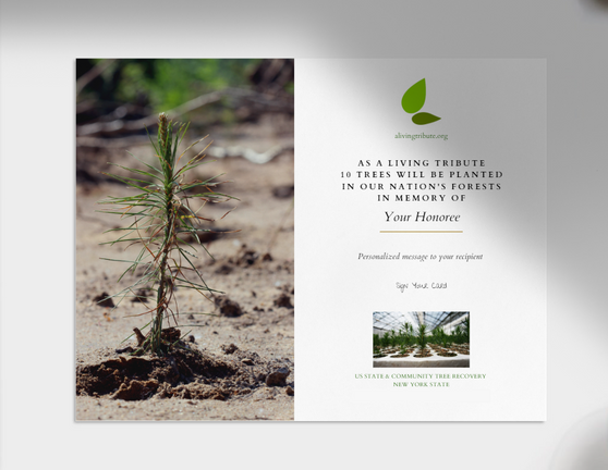 Plant a Tree for Someone in New York