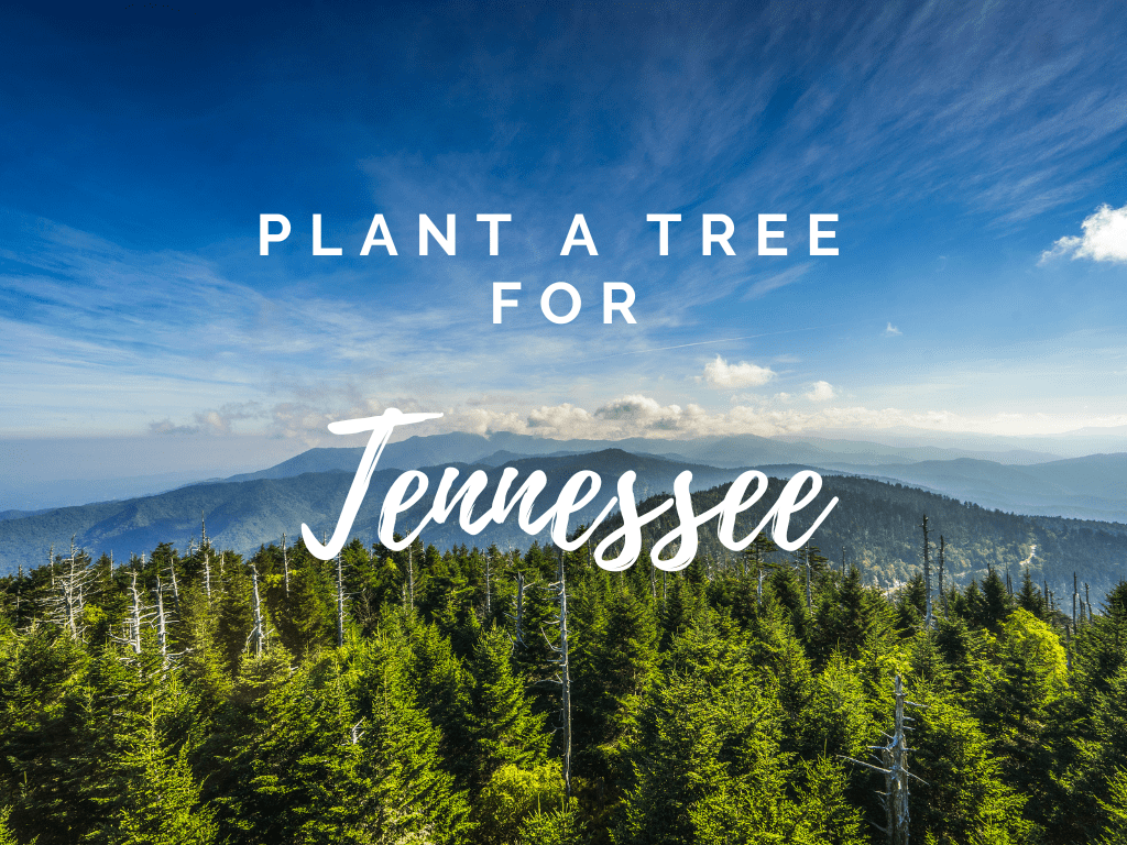 Tennessee Tree Plant a Tree for Someone in Tennessee - Memorial & Tribute Trees | A ...