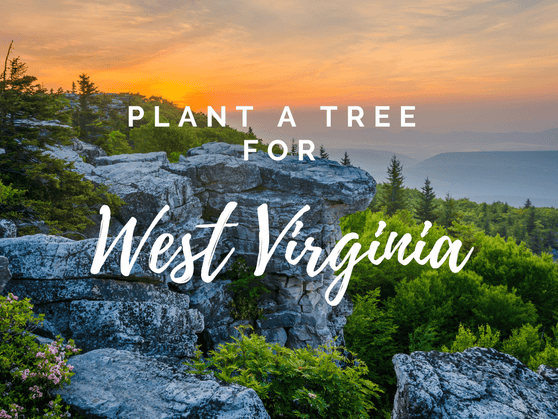 Plant a Tree for Someone in Ohio - Memorial & Tribute Trees