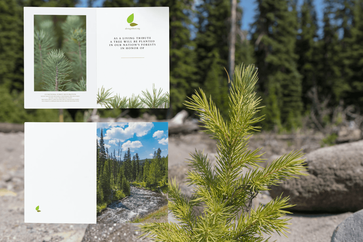 Plant-a-Tree Cards | A Living Tribute