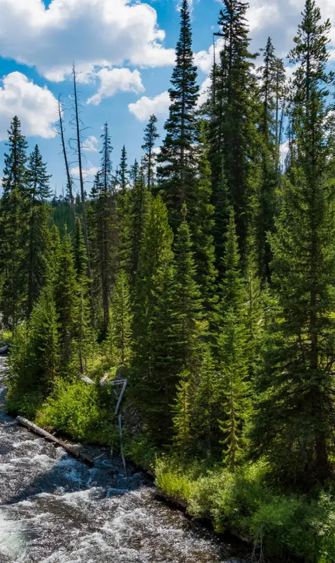 forest with river