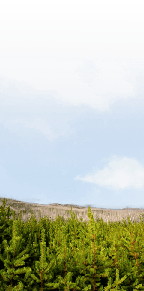 forest and hills