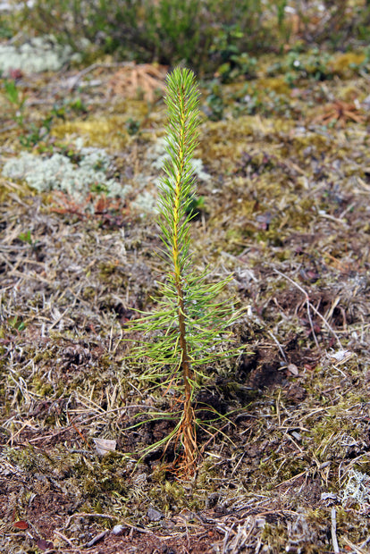 A Living Tribute Tree