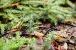 Community Tree Recovery Seedlings