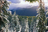 Snow Capped National Forest Trees