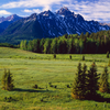 Tribute Trees - Planted in the Rocky Mountains & Northern Rockies