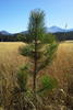 Plant a Tree for Someone in Colorado - Colorado Memorial Trees