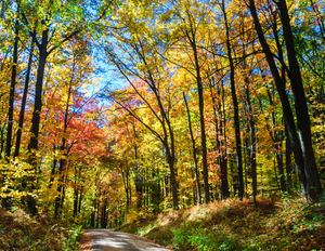 Plant a Tree for Someone in Pennsylvania - Memorial & Tribute Trees | A ...