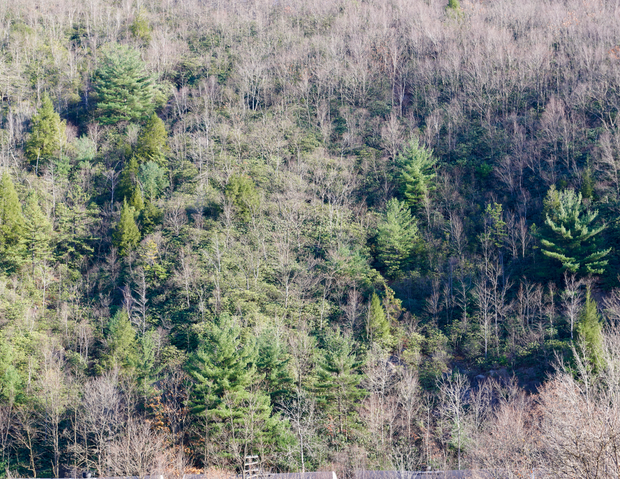 Pennsylvania Tree Recovery