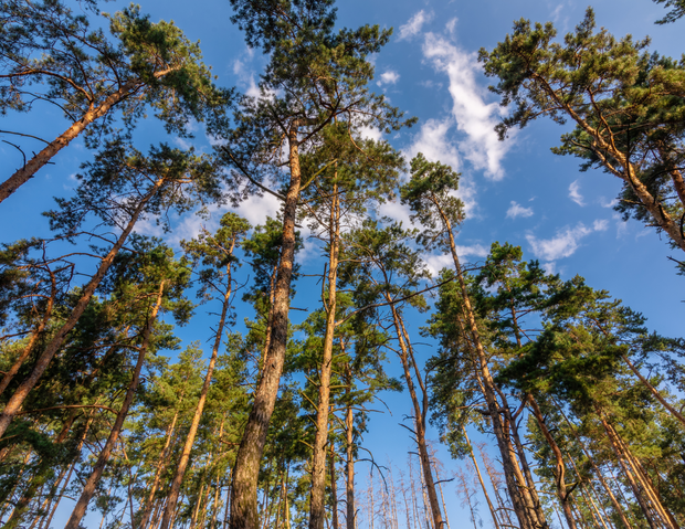 Plant a Tree for Someone in Georgia - Memorial & Tribute Trees