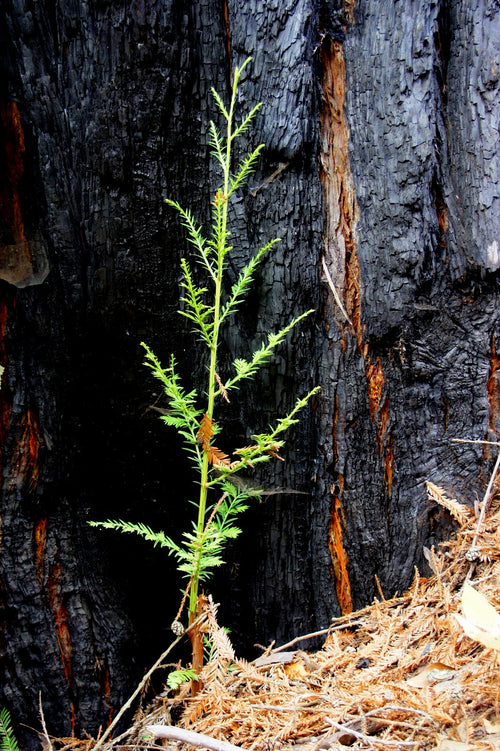 Obite Tree Pet Loss Memorial Tree Gift - Plant a Tree in Memory in a National For ...