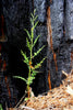 Plant a Redwood Tree in Honor or Memory