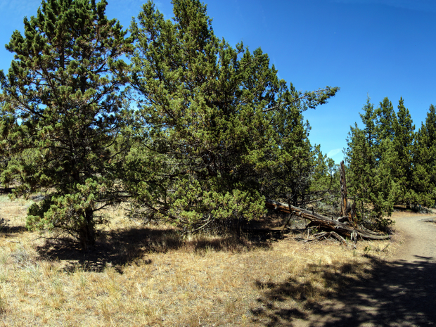 Plant a Tree for Someone in Oregon - Memorial & Tribute Trees