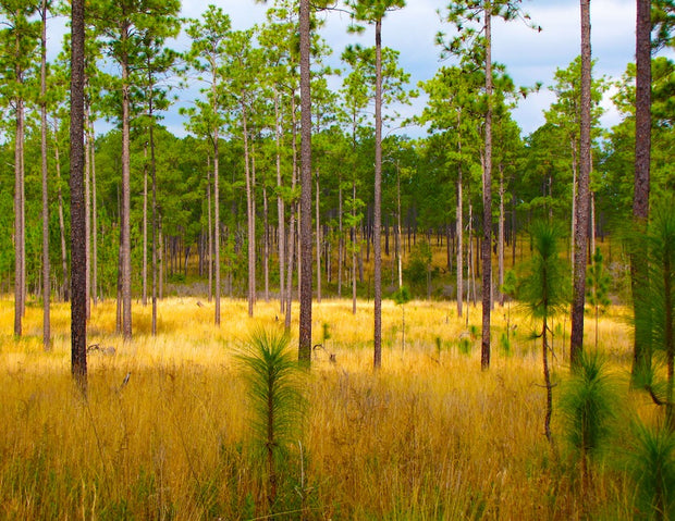 Plant a Tree in Florida - Memorial Trees & Tribute Trees