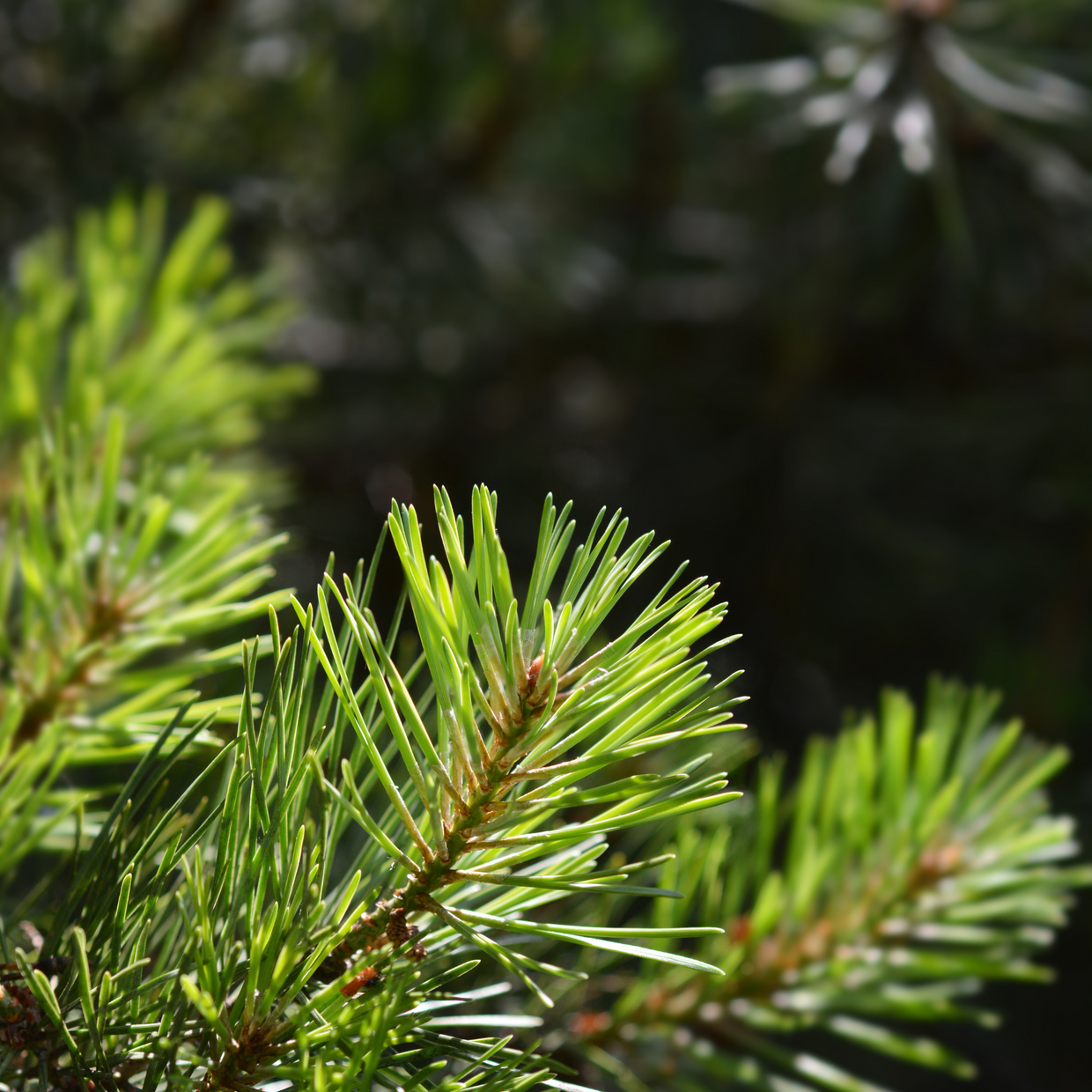 Plant a Tree for Someone in Michigan - Memorial & Tribute Trees | A ...