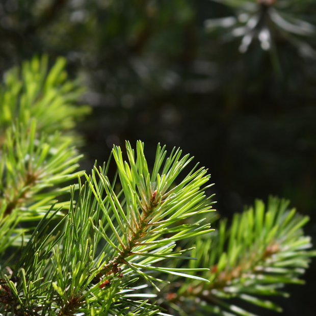 Plant a Tree for Someone in Michigan - Memorial & Tribute Trees