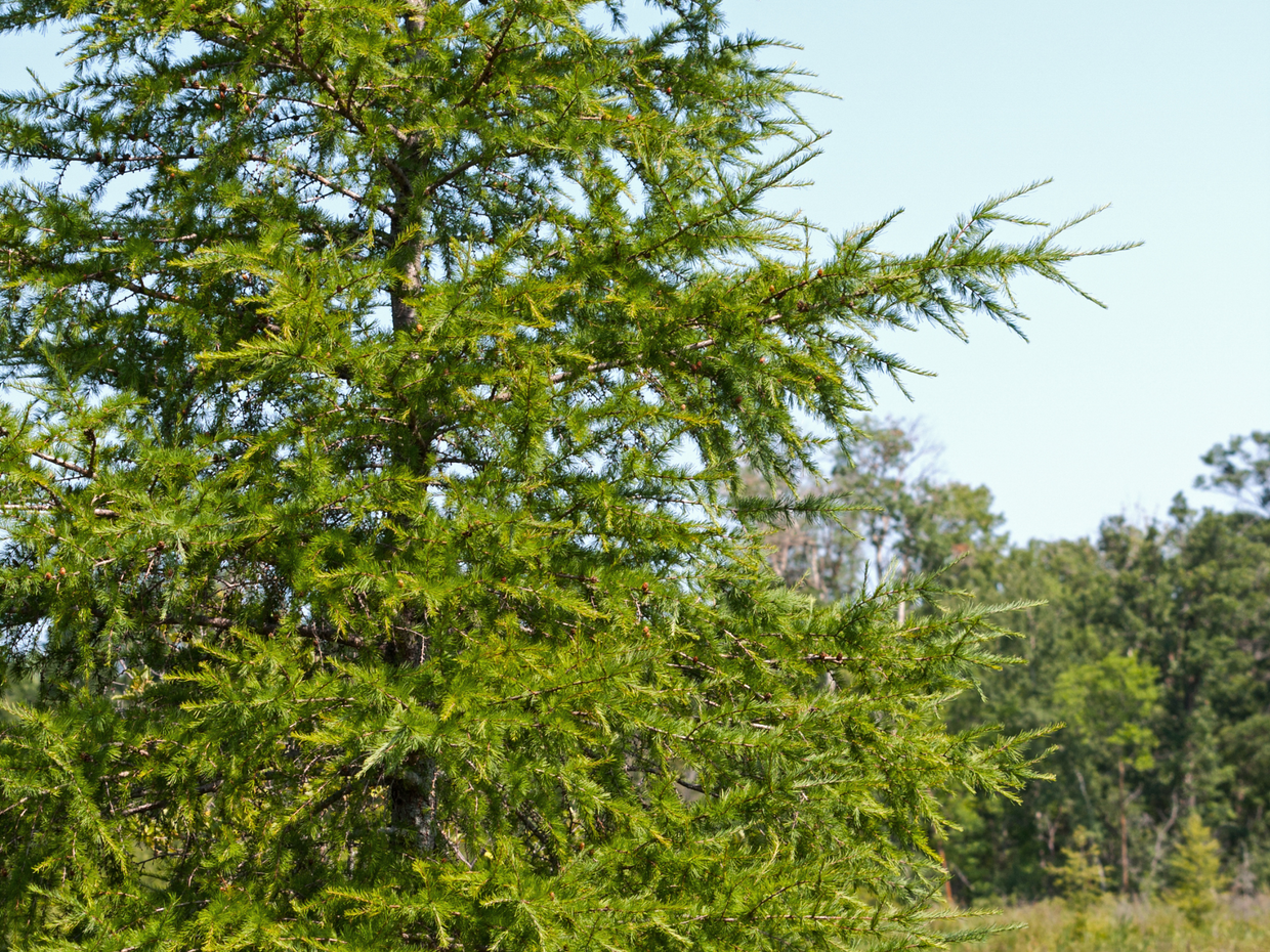 Plant a Tree for Someone in Minnesota - Memorial & Tribute Trees | A ...