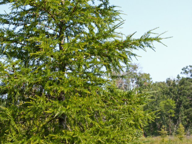 Plant a Tree for Someone in Minnesota - Memorial & Tribute Trees