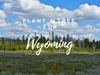 Plant a Tree for Wyoming