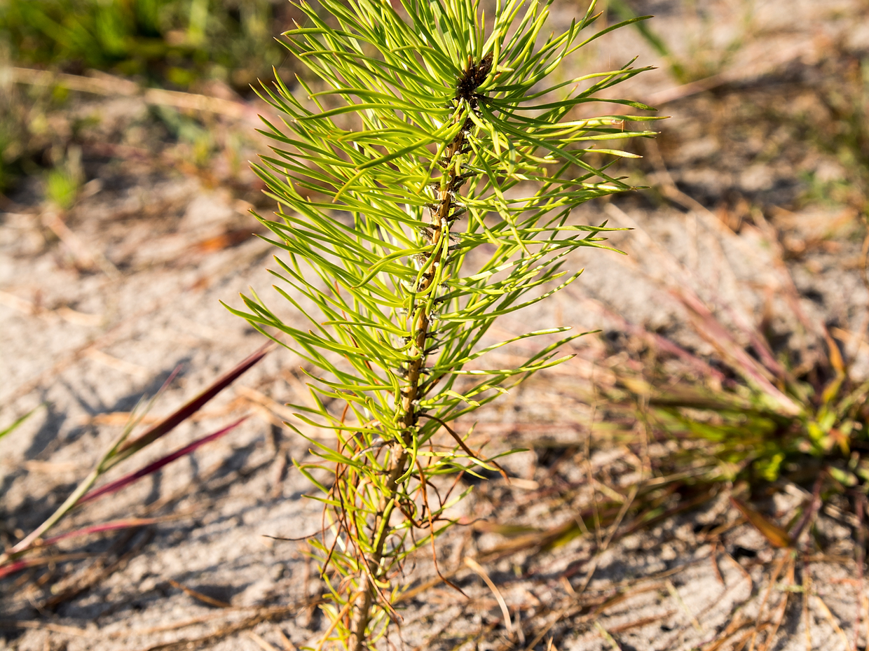 Plant a Tree for Someone in Montana - Memorial & Tribute Trees | A ...