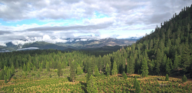 Plantation of Memorial Trees in Oregon