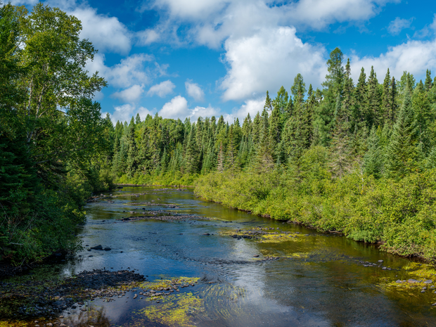 Plant a Tree for Someone in Minnesota - Memorial & Tribute Trees