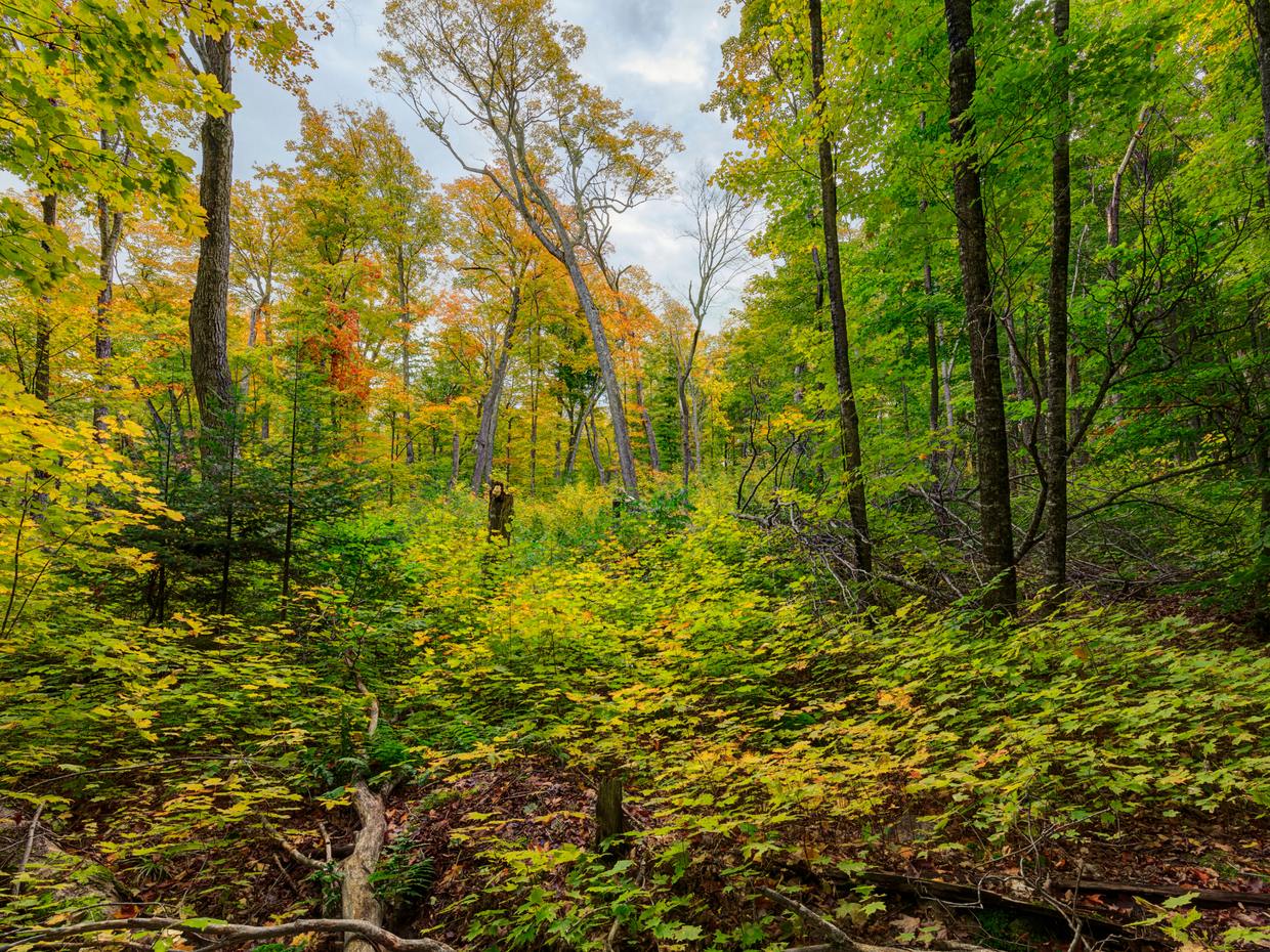 Plant a Tree for Someone in Michigan - Memorial & Tribute Trees | A ...