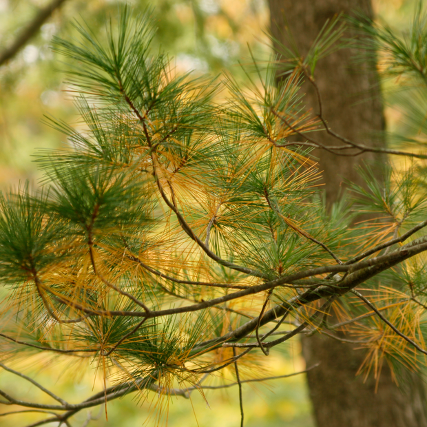 Plant a Tree for Someone in Michigan - Memorial & Tribute Trees