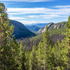 Tribute Trees - Planted in the Rocky Mountains & Northern Rockies