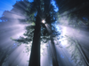 Mendocino Redwood Forests