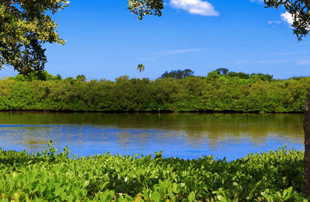 Plant a Tree in Florida - Memorial Trees & Tribute Trees