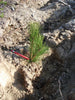 Memorial tree planting on Chippewa National Forest