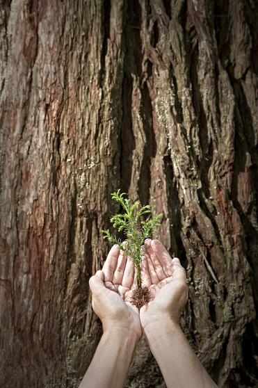 Plant a redwood tree in California